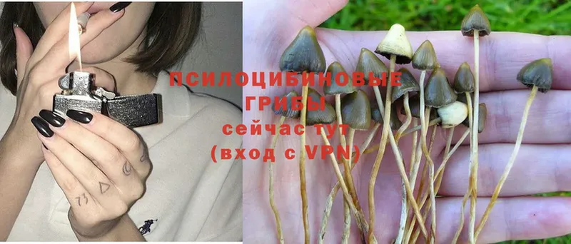 Галлюциногенные грибы Psilocybe  Ленинск 